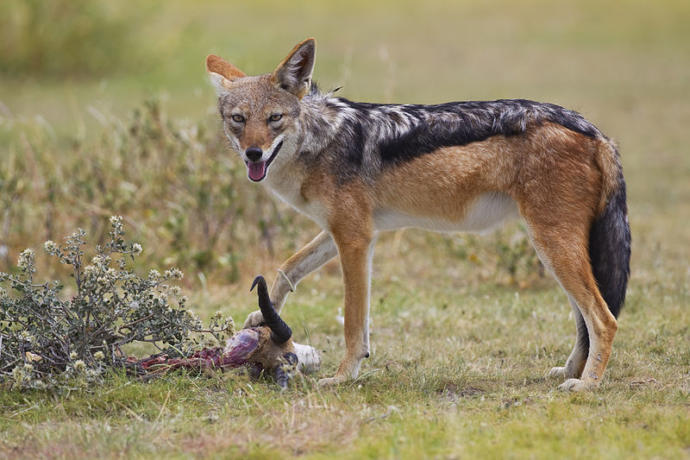 My Favorite Wild Dog Species