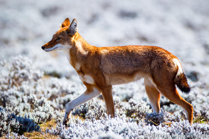 My Favorite Wild Dog Species