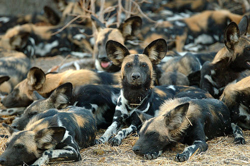 My Favorite Wild Dog Species