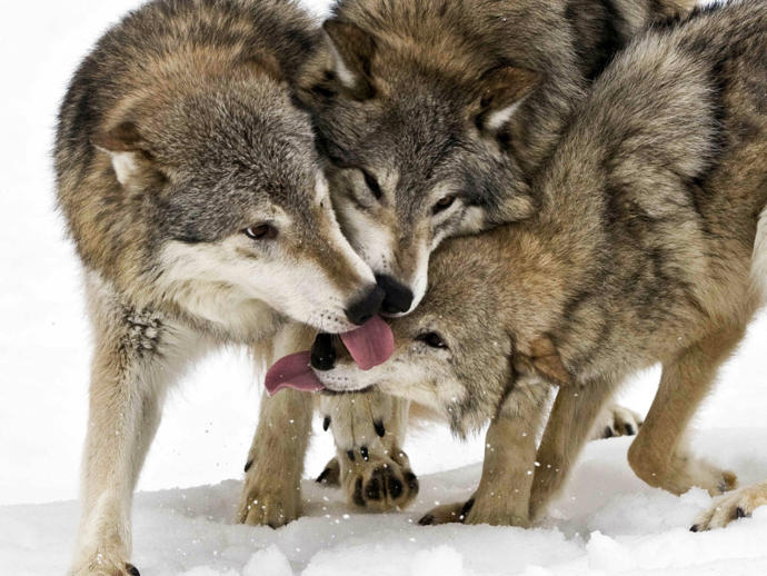 My Favorite Wild Dog Species