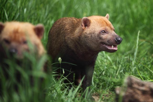 My Favorite Wild Dog Species