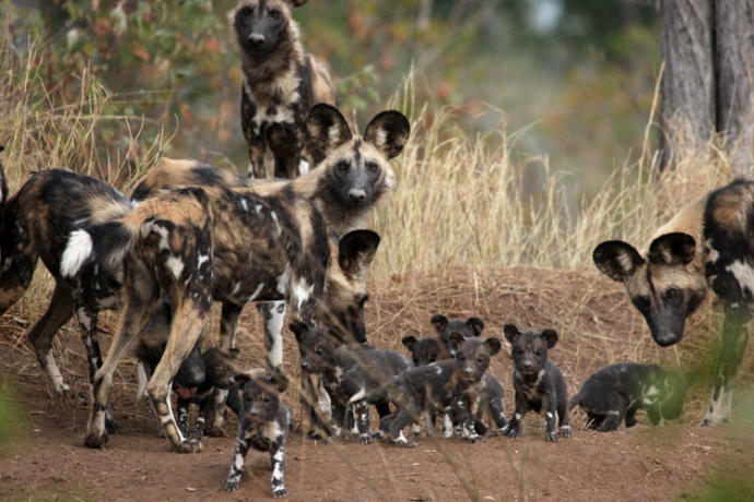 My Favorite Wild Dog Species