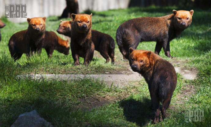My Favorite Wild Dog Species