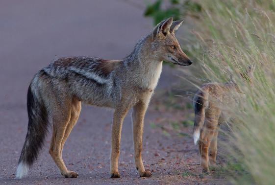 My Favorite Wild Dog Species