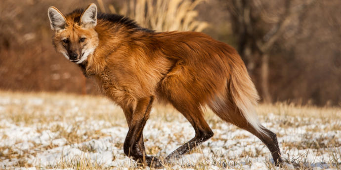 My Favorite Wild Dog Species