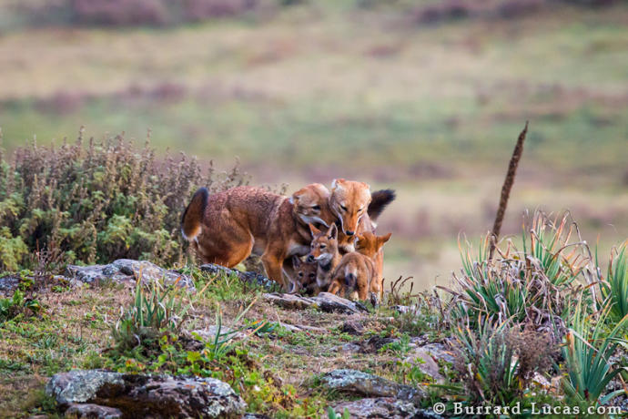 My Favorite Wild Dog Species