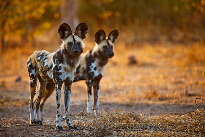 My Favorite Wild Dog Species