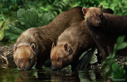 My Favorite Wild Dog Species