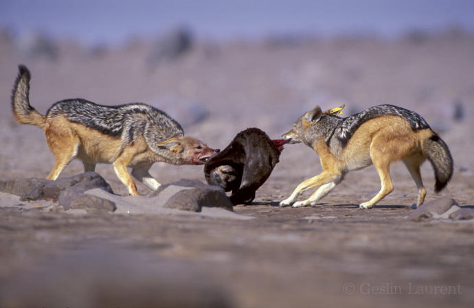 My Favorite Wild Dog Species