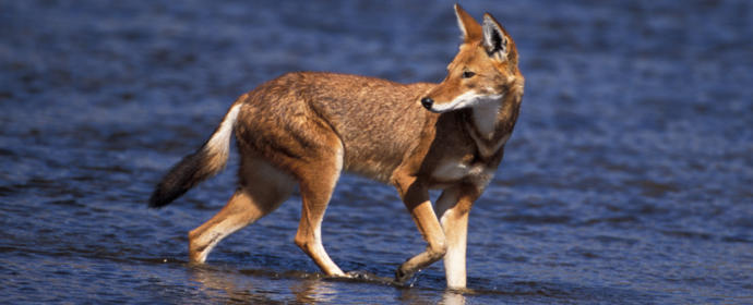 My Favorite Wild Dog Species