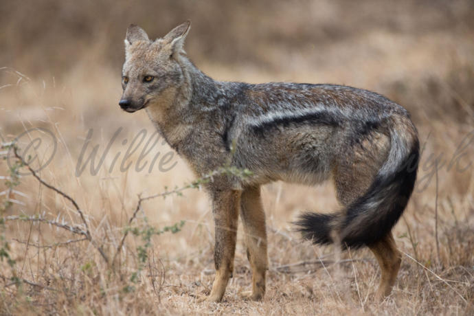 My Favorite Wild Dog Species