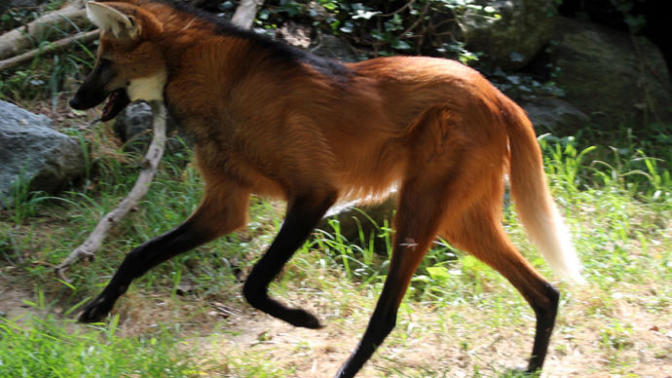 My Favorite Wild Dog Species