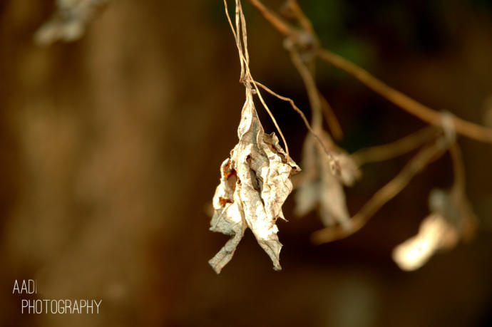 At the Whim of Nature - A Photography Take