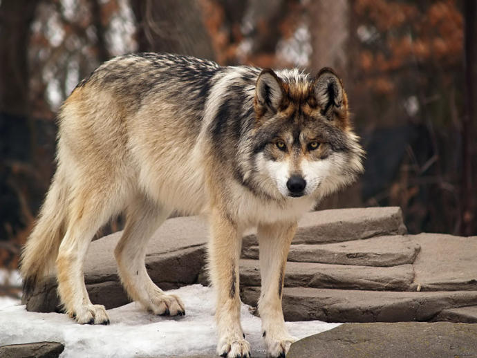 My top keystone Species and what they do.