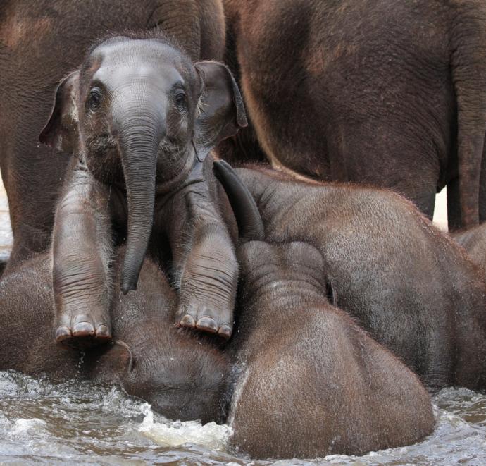 My top keystone Species and what they do.