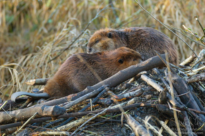 My top keystone Species and what they do.