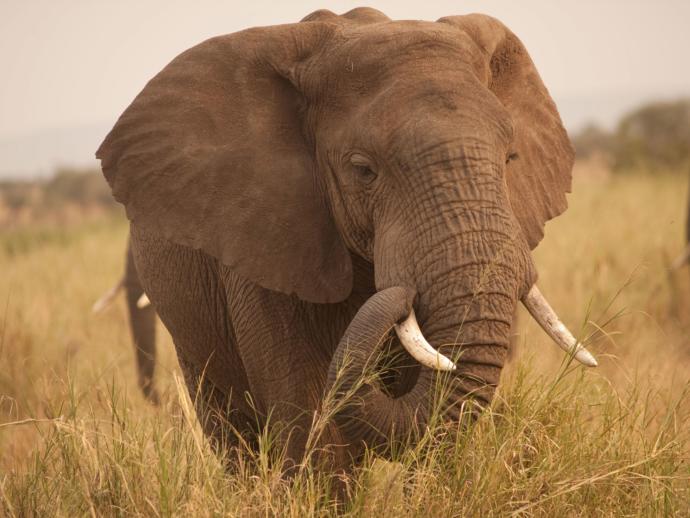 My top keystone Species and what they do.