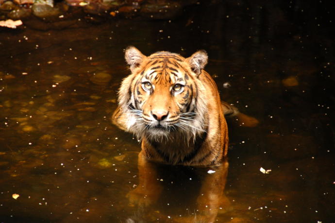 My top keystone Species and what they do.