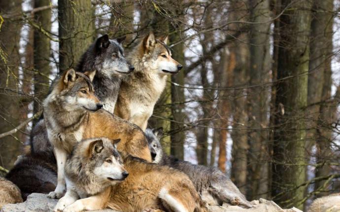 My top keystone Species and what they do.