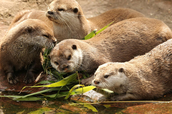My top keystone Species and what they do.