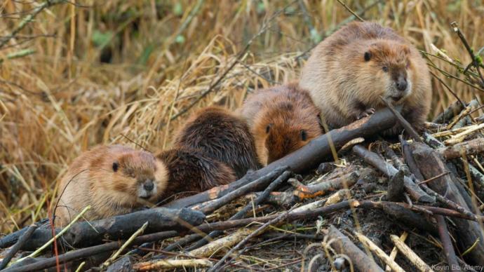 My top keystone Species and what they do.