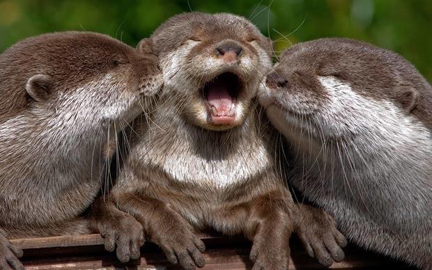 My top keystone Species and what they do.