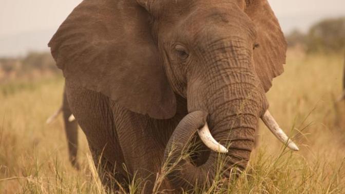 My top keystone Species and what they do.