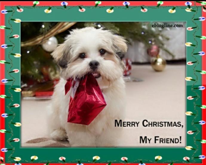 Pet Wishing you Merry Christmas !!!