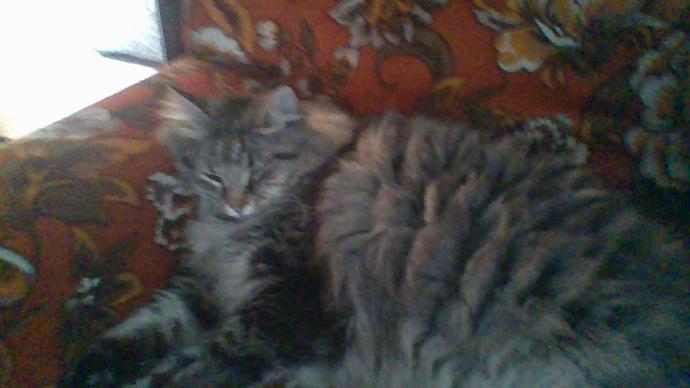 Pet Wishing you Merry Christmas !!!