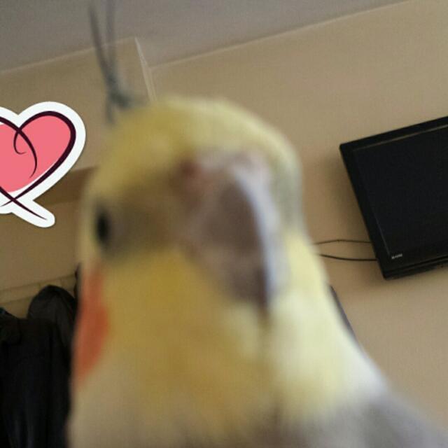 Pet Wishing you Merry Christmas !!!