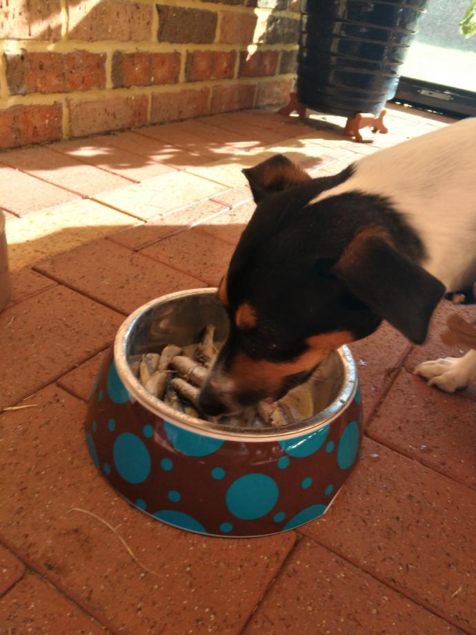 Pet Wishing you Merry Christmas !!!