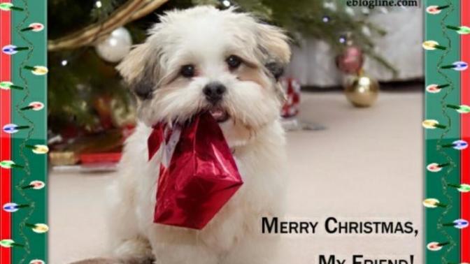 Pet Wishing you Merry Christmas !!!