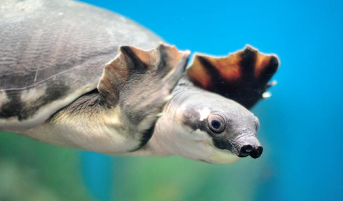 5 Strange Breed Of Turtles