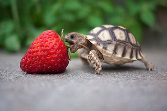 5 Strange Breed Of Turtles