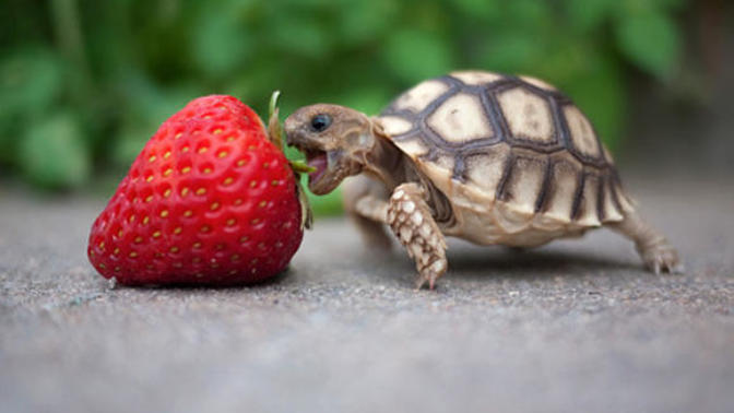 5 Strange Breed Of Turtles