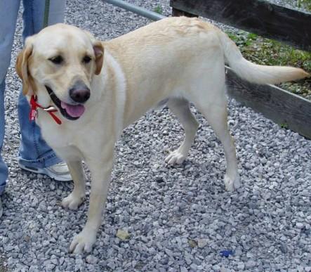 Pets - Naming your pet!!