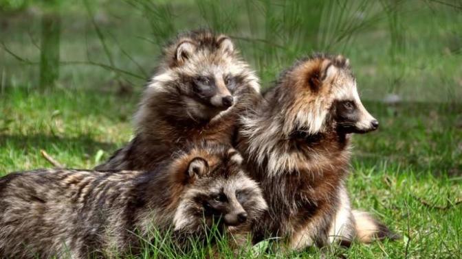 My favorite Wild Dog Species (Part 2)