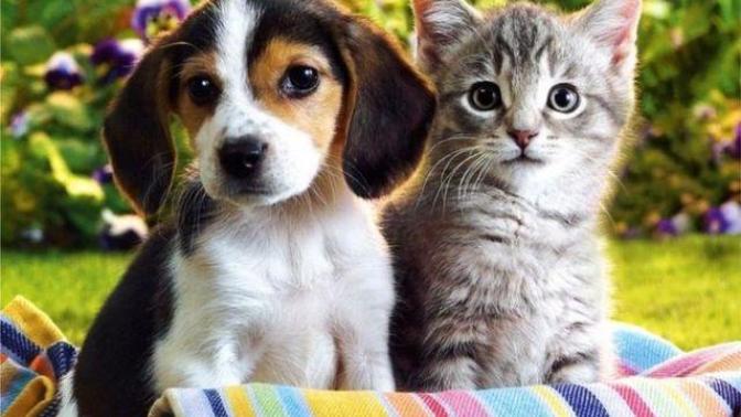 You Don't Have to Either Like a Cat or a Dog, You Can Like Both!