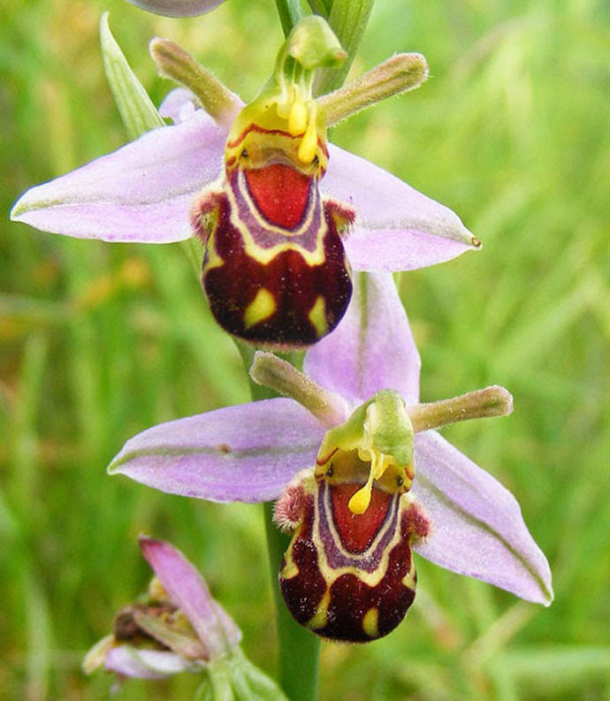 Orchids That Don't Want To Be Flowers