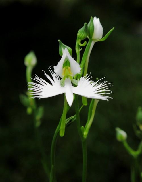 Orchids That Don't Want To Be Flowers