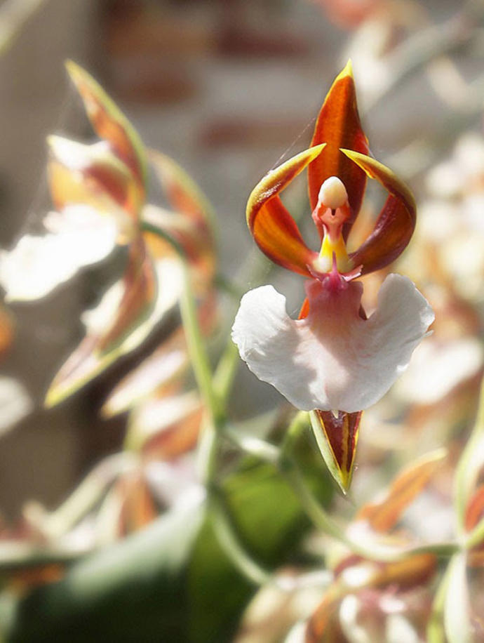 Orchids That Don't Want To Be Flowers