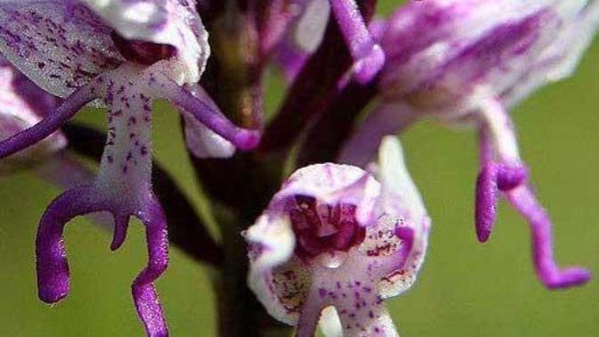 Orchids That Don't Want To Be Flowers