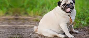 If Your Dog is Fat, This is What You May be Doing Wrong!