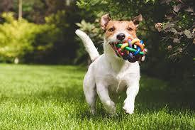 If Your Dog is Fat, This is What You May be Doing Wrong!