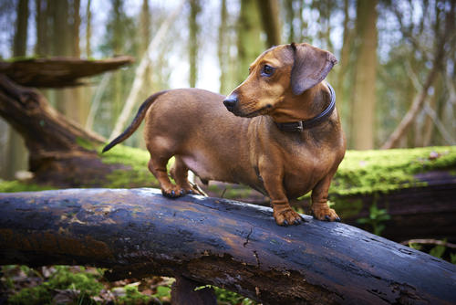 If Your Dog is Fat, This is What You May be Doing Wrong!