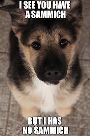 If Your Dog is Fat, This is What You May be Doing Wrong!