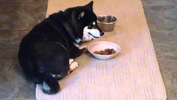 If Your Dog is Fat, This is What You May be Doing Wrong!