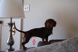 If Your Dog is Fat, This is What You May be Doing Wrong!