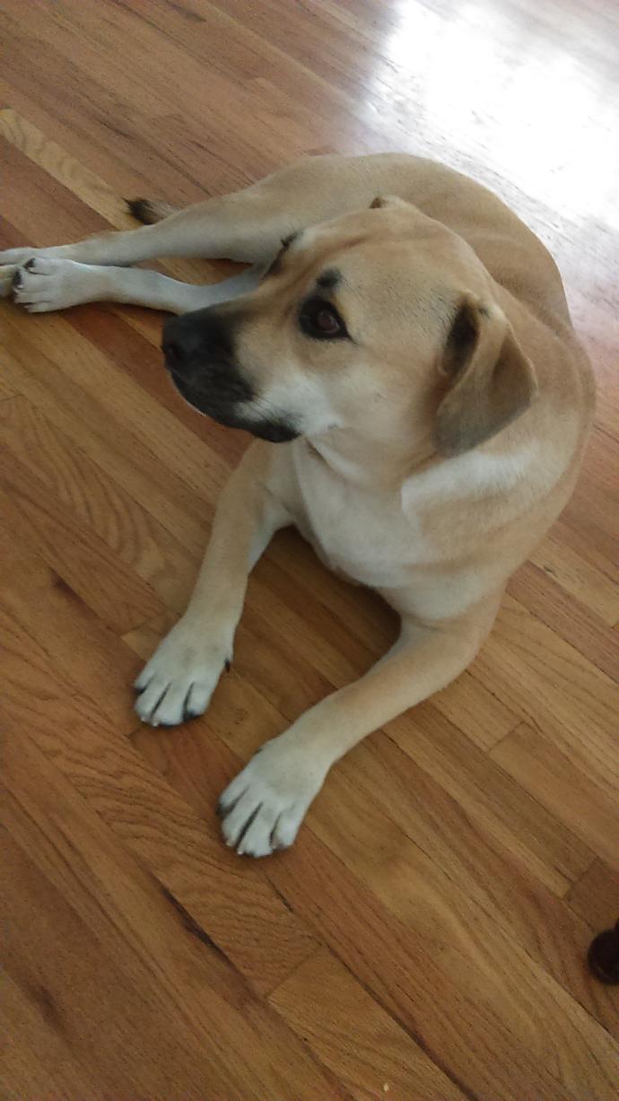 If Your Dog is Fat, This is What You May be Doing Wrong!
