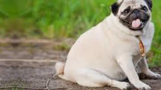 If Your Dog is Fat, This is What You May be Doing Wrong!